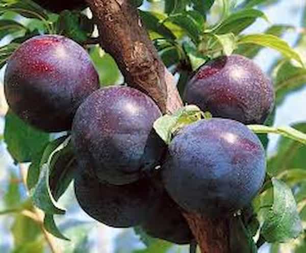 تصویر 1 از خرید و قیمت آلو جنگلی سیاه + فروش عمده